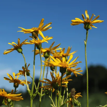 Arnica Montana ingrediente Varicolift