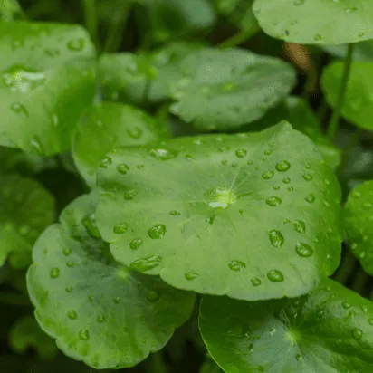 Centella Asiatica ingrediente Varicolift